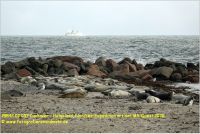 39842 02 057 Cuxhaven - Helgoland, Nordsee-Expedition mit der MS Quest 2020.JPG
